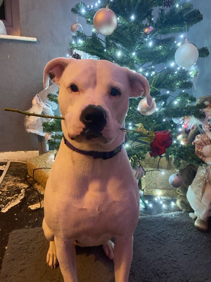 White dog sitting before a Christmas tree, holding a red rose in its mouth.