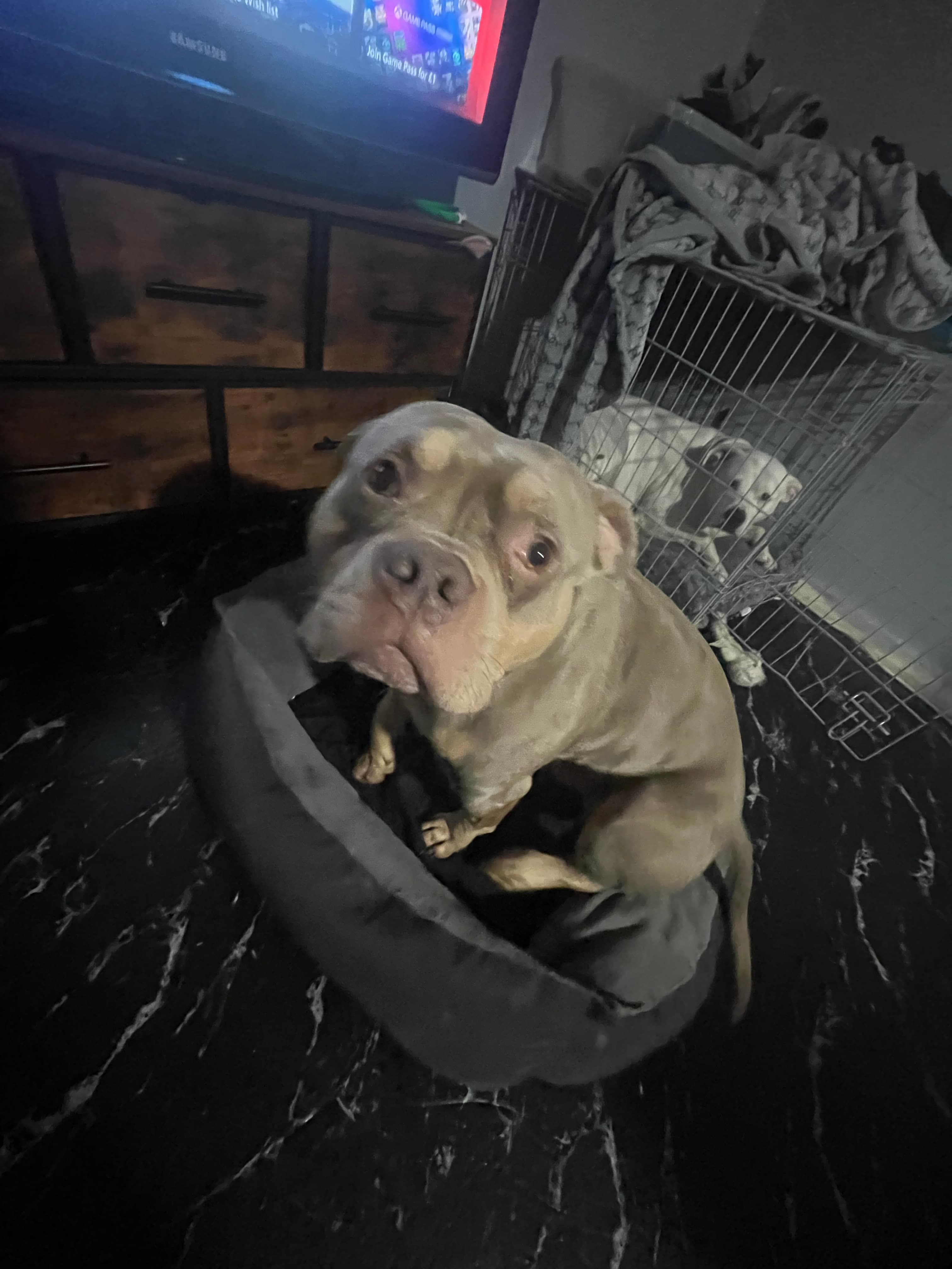 Tan dog sitting in a grey bed on a dark floor with a white dog in a crate.